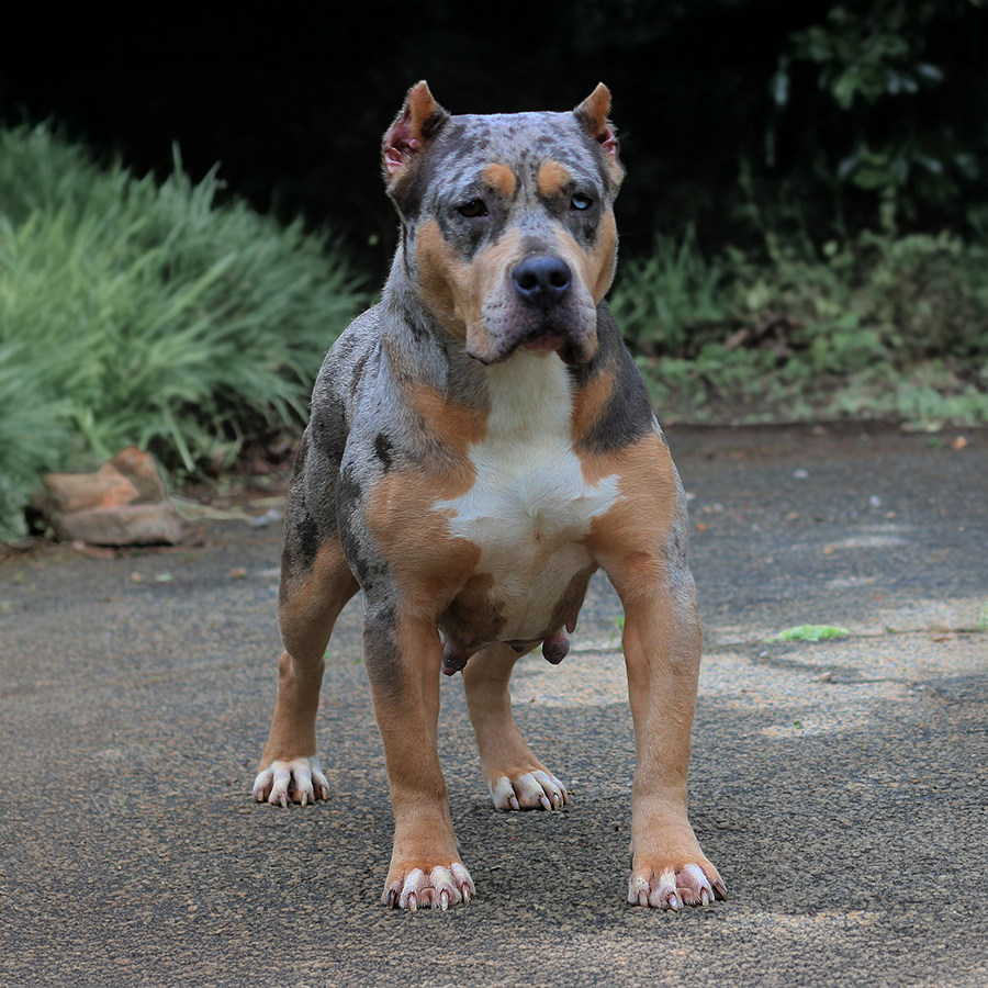 Read more about the article Crump’s Blueberry