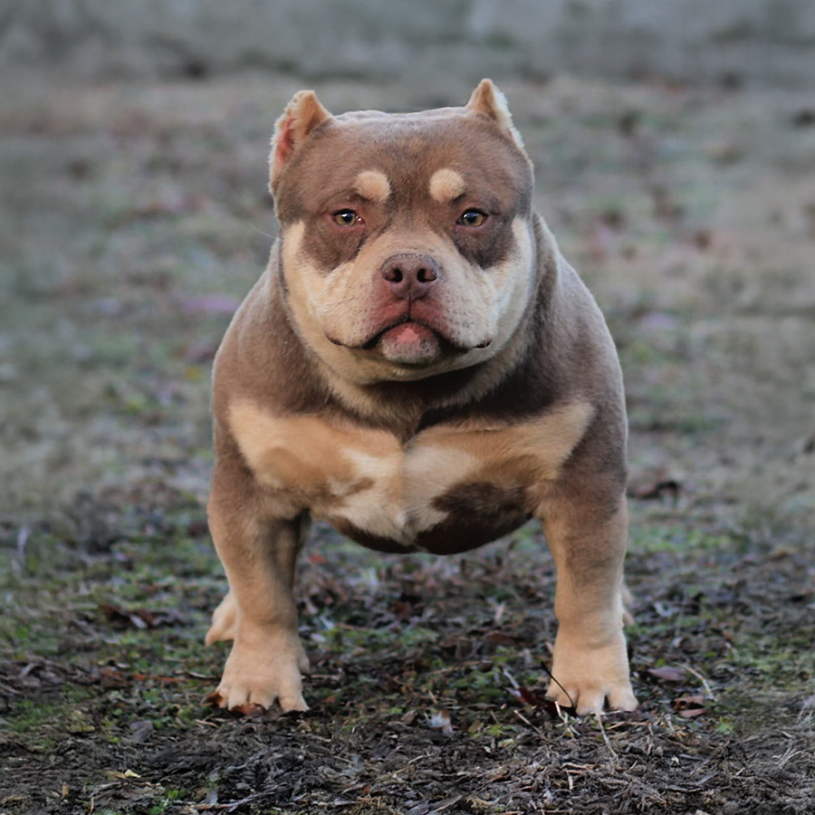 Crump's Bullies Bishop is a tiny little chocolate tri micro Pocket Bully at our Pocket Bully kennel in GA