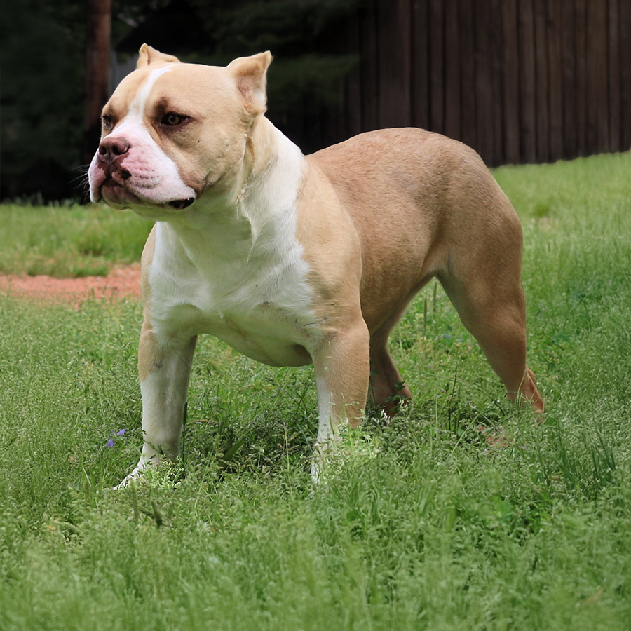 Read more about the article Crump’s Rosie