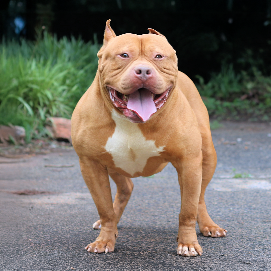 Read more about the article Crump’s Simba