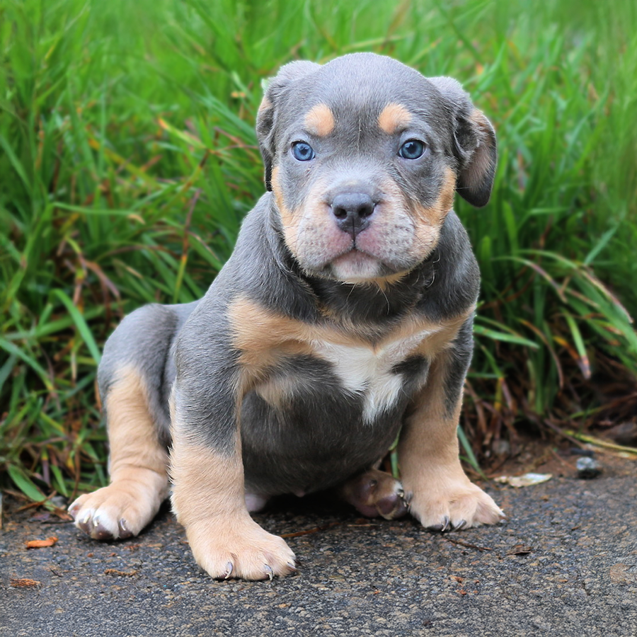 Blue tri Pocket American Bully puppy for sale near me florida georgia line