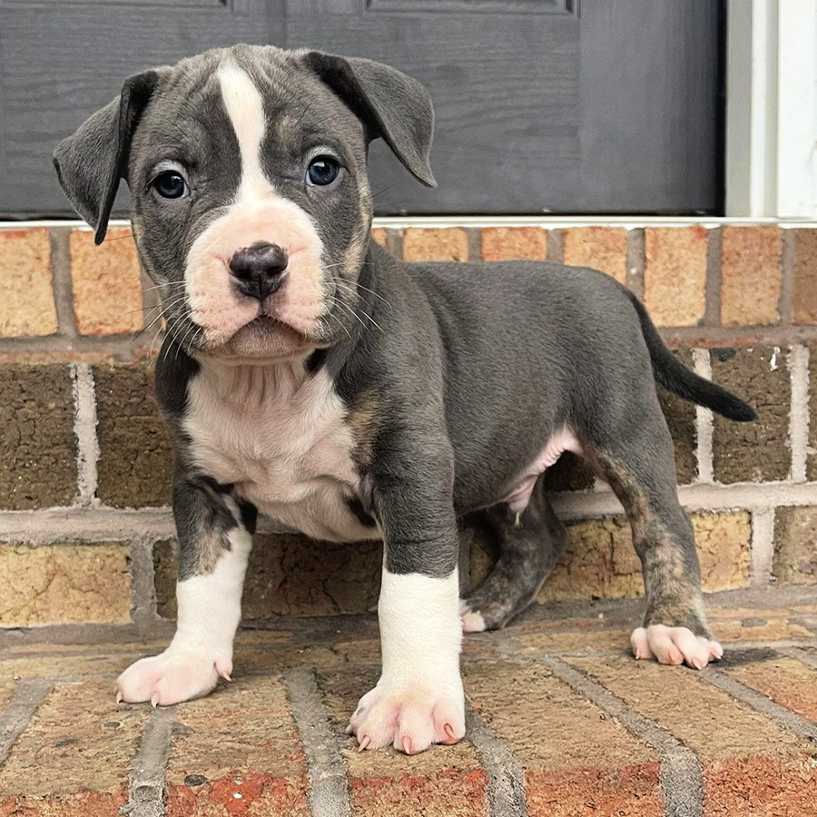 Blue trindle XL Pitbull puppies for sale Georgia