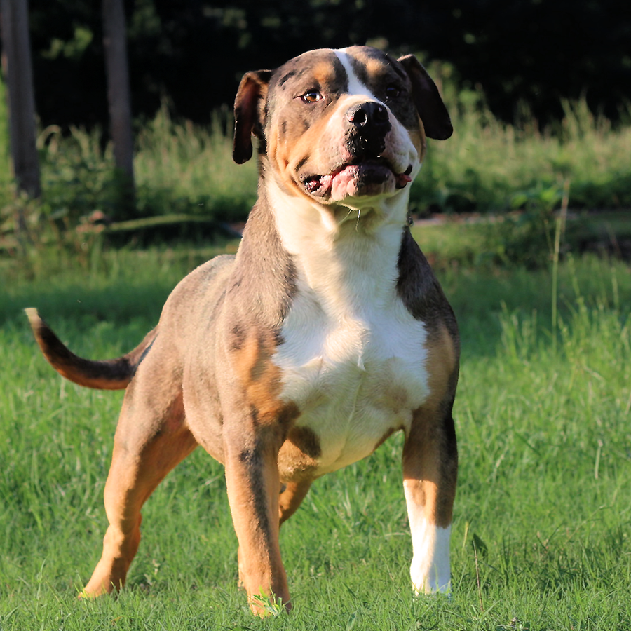 Crump's Bullies Fire is a black tri merle XL Pitbull stud dog at our Bully breeding kennel in GA