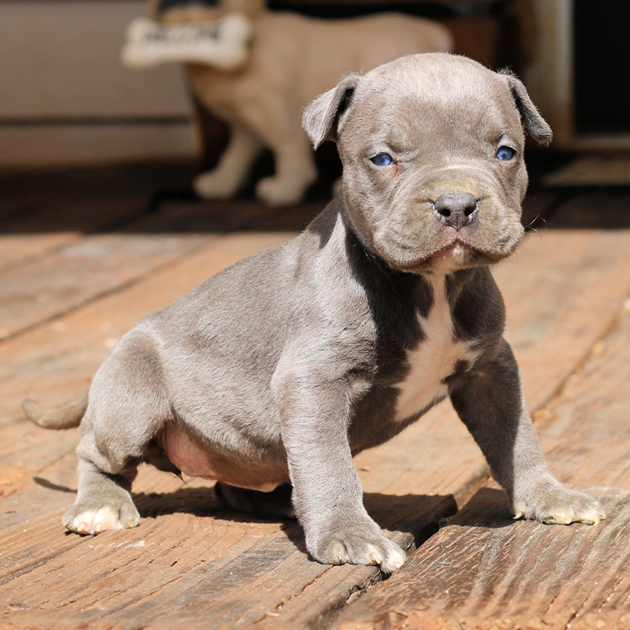 FAQs blue pitbull puppies for sale near me in GA