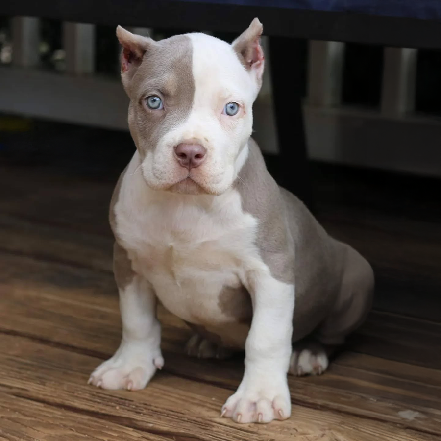 FAQs lilac tri american bully puppies for sale near me in GA