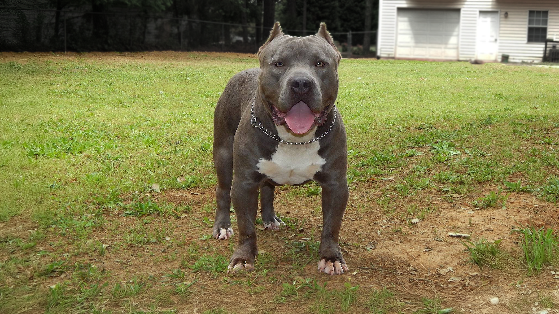Topdog Bullies Remy of Crump's Bullies our foundation stud in our breeding program