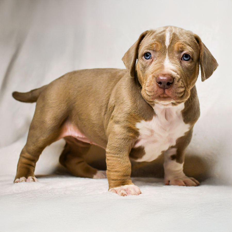 champagne tri XL American Bully puppy for sale near me florida georgia line