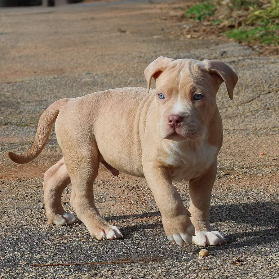 starter guide champagne merle American Bully for sale near me GA