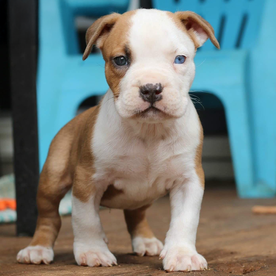 starter guide fawn pied Pitbull puppy for sale near me GA