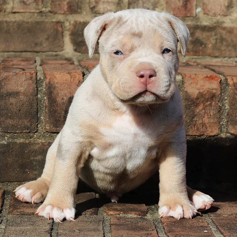 starter guide lilac tri merle American Bully for sale near me GA