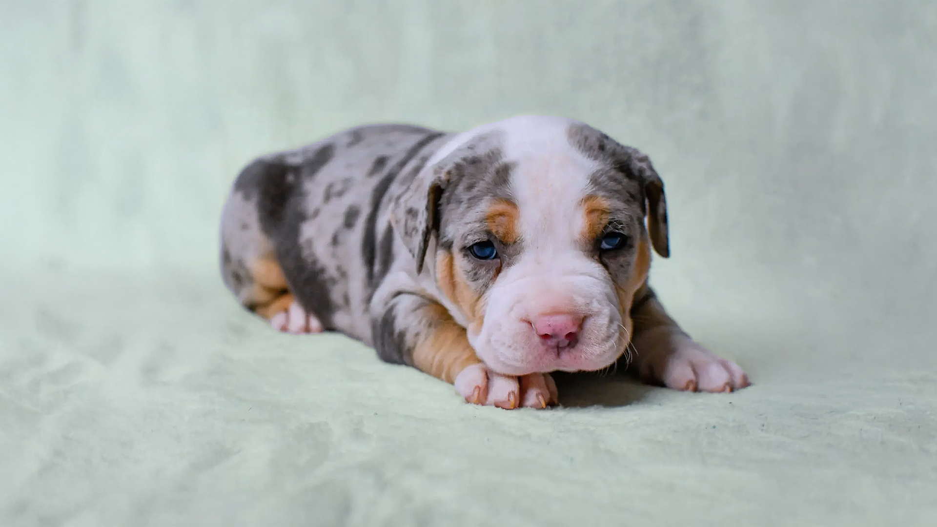 Standard, pocket, classic, extreme, micro, XL, nano Bully puppies for sale