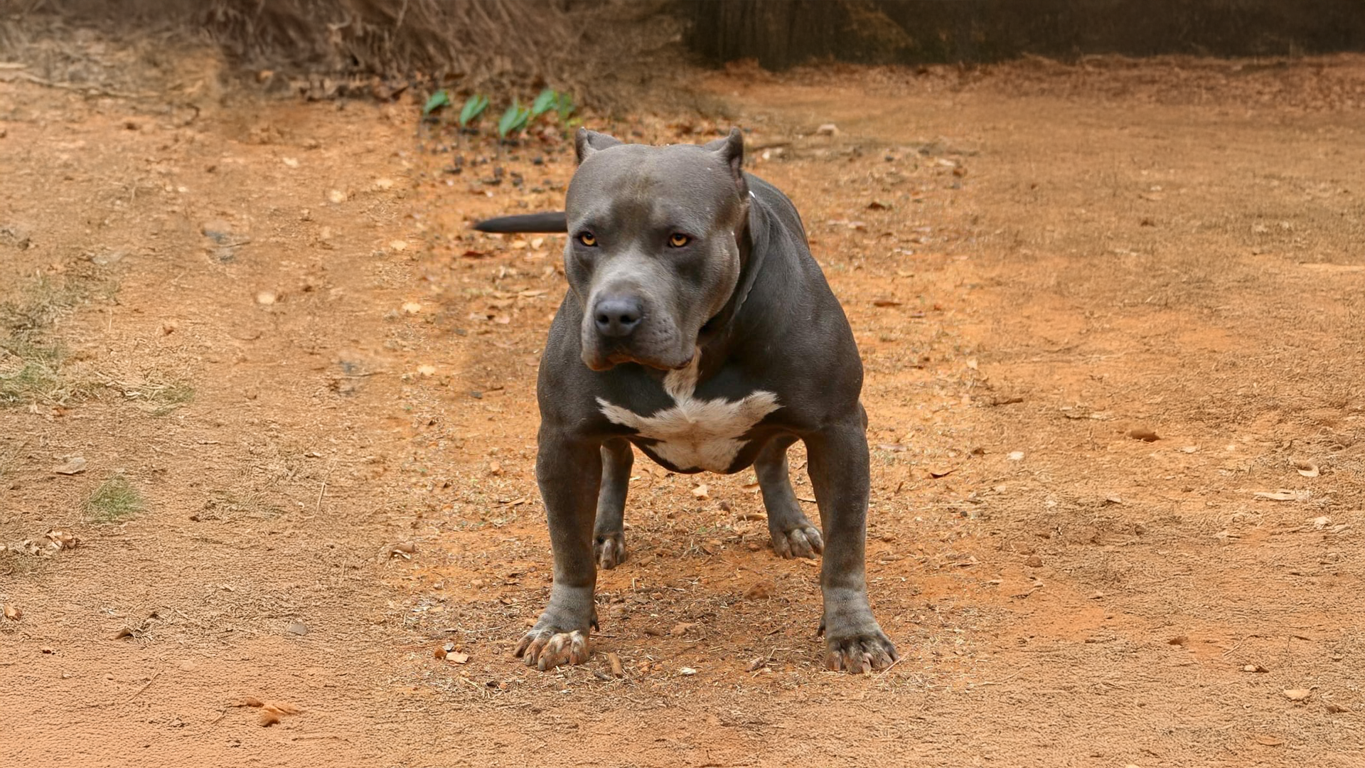 XXL Blue American Bully Dog from Pitbull and Bully breeders in Georgia Crump's Bullies