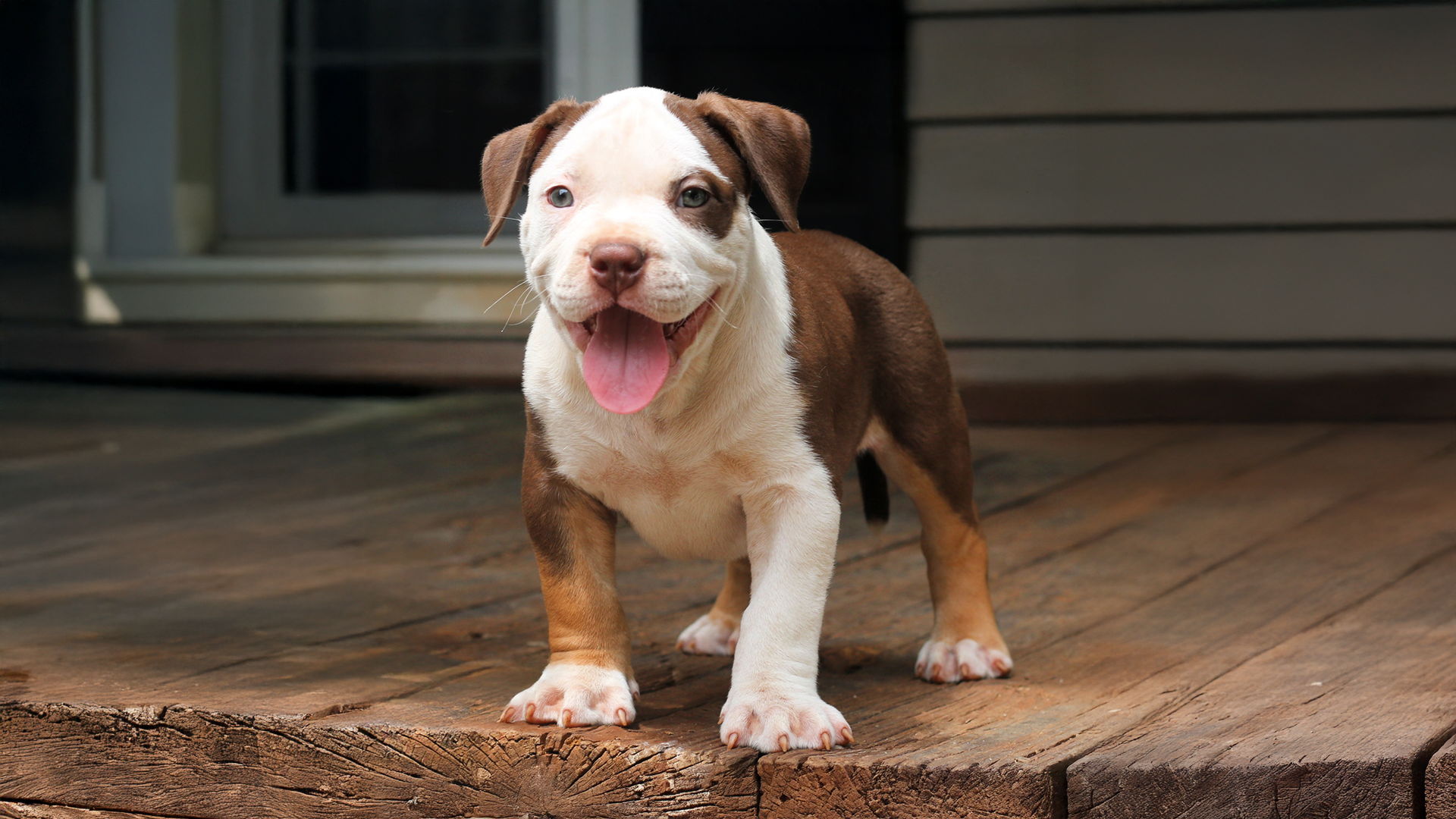 Pitbull and Bully puppy info from Crump's Bullies of Georgia. Popular American Bully and Pitbull breeders of GA