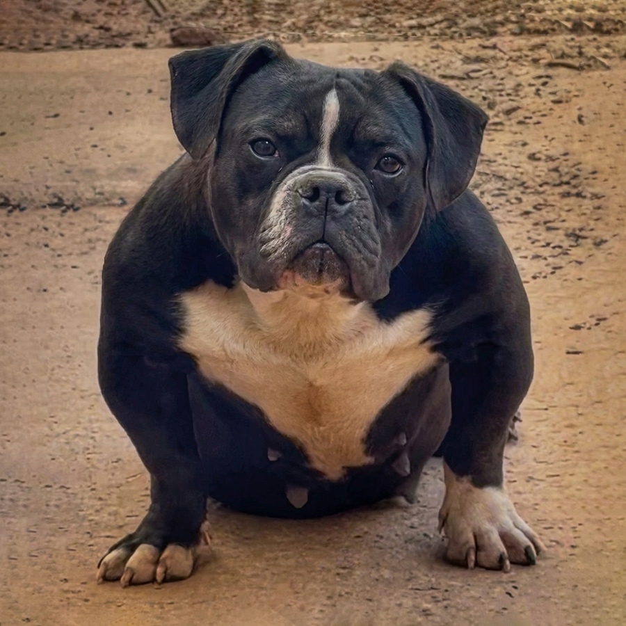 A muscular black and white female Pocket Bully named Roc standing in a powerful athletic pose.