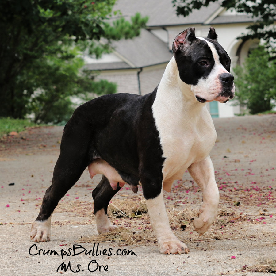 Ms. Ore, black and white American Bully XL Pitbull dam at Crumps Bullies, a Georgia American Bully breeder serving puppy buyers across the USA.