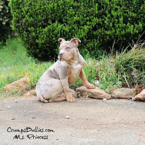 Crump's Bullies Ms. Princess is a lilac merle tri XL Bully for sale near me Virginia