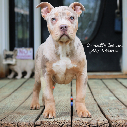 Crump's Bullies Ms. Princess is a lilac tri merle XL Bullies for sale near me FL