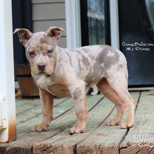 Crump's Princess is a lilac merle tri XL Bully puppy for sale near me from Atlanta Georgia XL American Bully breeders