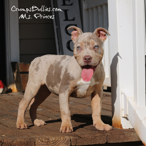 Lilac tri merle XL American Bully in Georgia Crump's Ms Princess