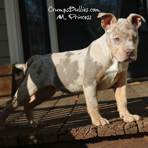 Ms Princess is a lilac merle tri XL Bully puppy in GA