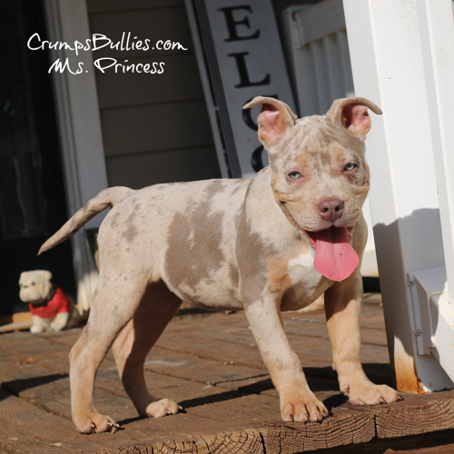 Ms Princess is a lilac tri merle XL American Bully puppy