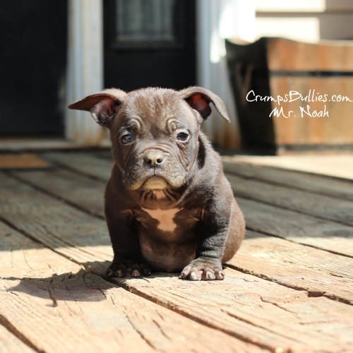 Dark chocolate pocket Bully puppy named Mr. Noah sitting on a wooden deck at Crumps Bullies.