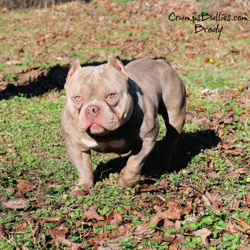 lilac tri pocket bully stud crump's bullies