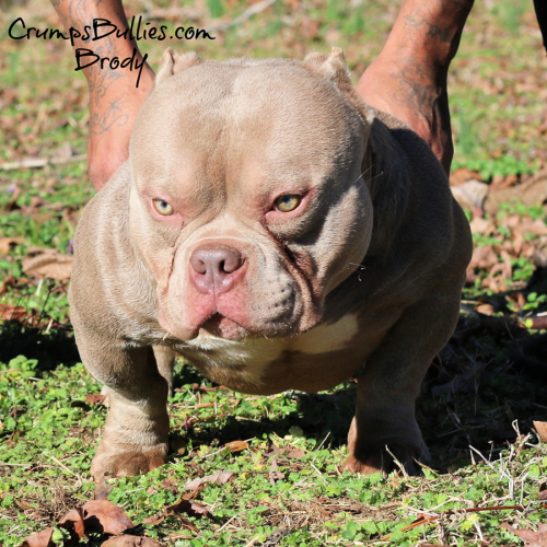 lilac pocket bully stud in georgia