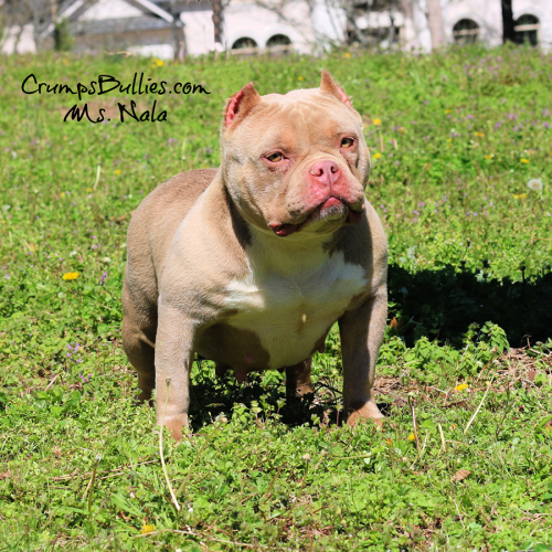 lilac tri pocket american bully crump's bullies