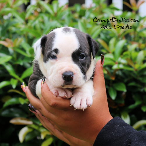 Ms. Doodle, black and white XL Pitbull puppy at Crumps Bullies in Georgia, shown in a full-body puppy photo for the XL Pitbull puppies page.