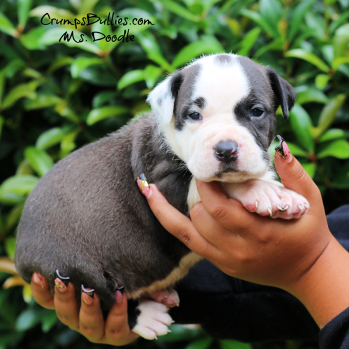 Ms. Doodle, black and white XL Pitbull puppy from Crumps Bullies in Georgia, photographed in a front-facing puppy portrait.