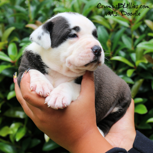 Side view of Ms. Doodle, a black and white XL Pitbull puppy from Crumps Bullies, an XL Pitbull breeder in Georgia serving the USA.