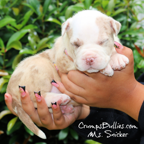 Ms. SnickerFemaleLilac MerleAVAILABLE