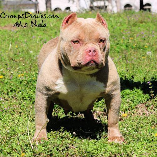 crump's bullies nala a lilac pocket bully