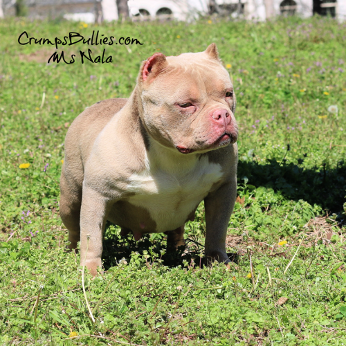 crump's nala is a lilac tri female pocket bully